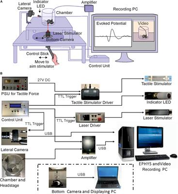 A New Apparatus for Recording Evoked Responses to Painful and Non-painful Sensory Stimulation in Freely Moving Mice